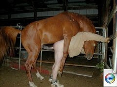 Beastiality horse .:: Forbidden