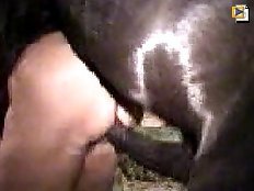 Nice babe fucked by horse