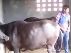 Animal Video Girl X | Sex Pictures Pass